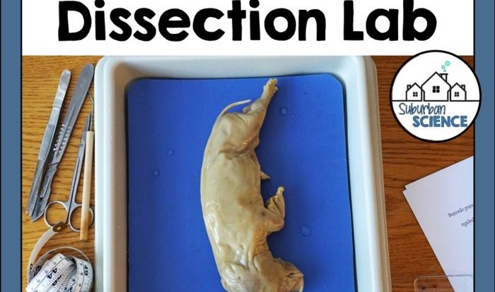 Fetal pig dissection lab worksheet