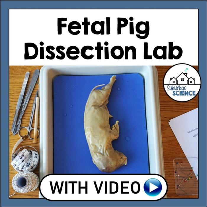 Fetal pig dissection lab worksheet