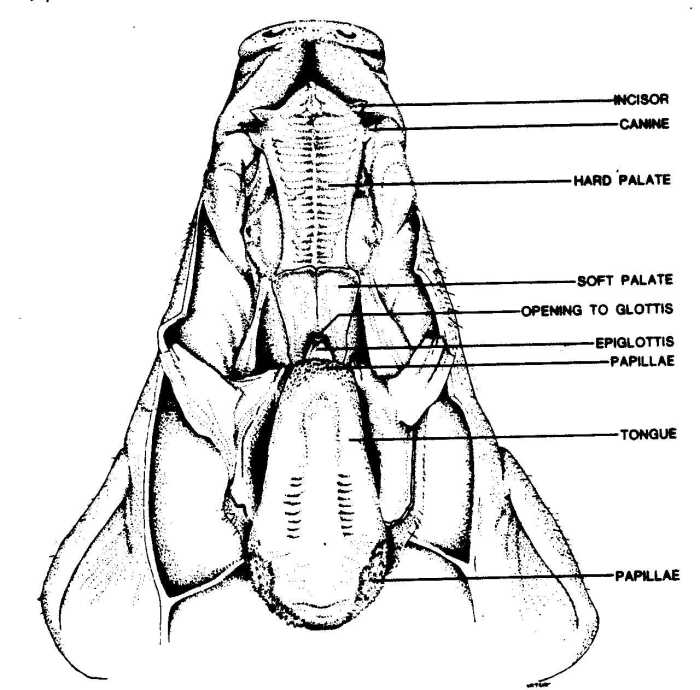 Fetal pig dissection lab worksheet