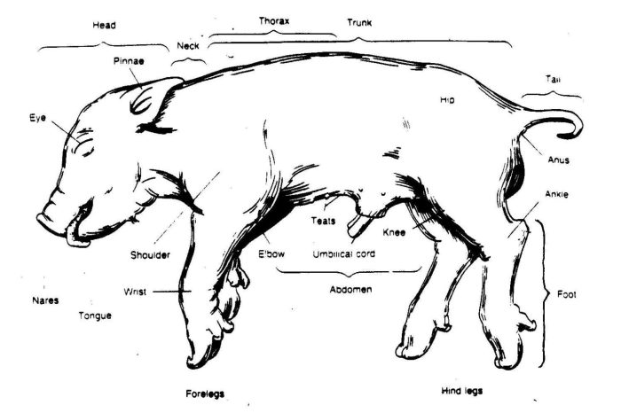 Fetal pig dissection lab worksheet