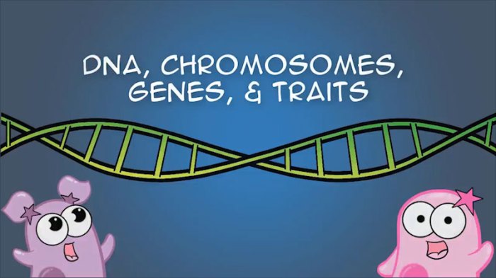 Amoeba sisters dna chromosomes genes and traits answer key