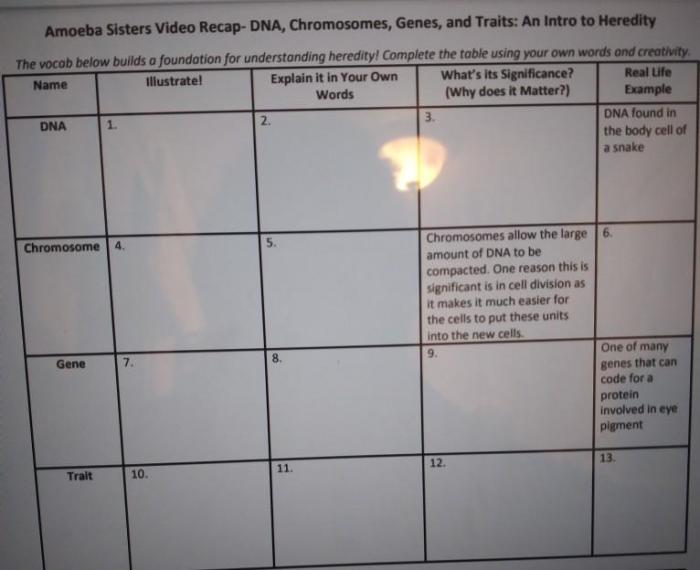 Amoeba sisters dna chromosomes genes and traits answer key