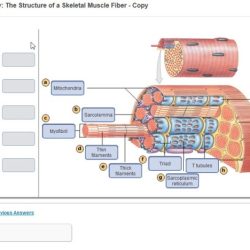 Muscle skeletal striated section cross cell cells histology slide fiber microanatomy striations cut