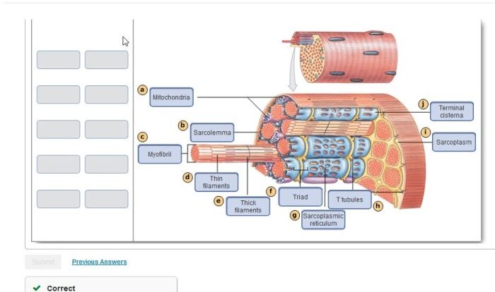 Muscle skeletal striated section cross cell cells histology slide fiber microanatomy striations cut