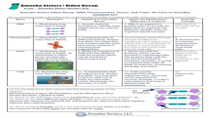 Amoeba sisters dna chromosomes genes and traits answer key