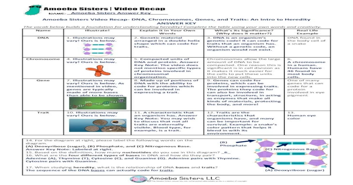 Amoeba sisters dna chromosomes genes and traits answer key